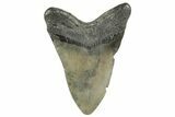 Fossil Megalodon Tooth - South Carolina #212929-1